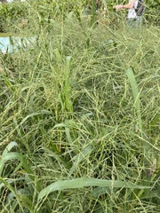 Panicum dichotomiflorum