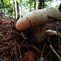 Lactifluus deceptivus