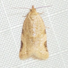 Clepsis virescana