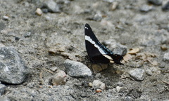 Limenitis arthemis arthemis