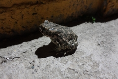 Bufotes viridis sitibundus