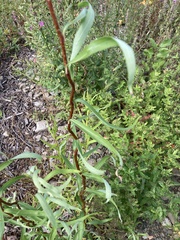 Salix babylonica tortuosa