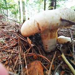 Lactifluus deceptivus