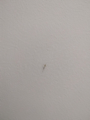 Scutigera coleoptrata
