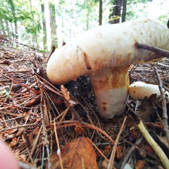 Lactifluus deceptivus