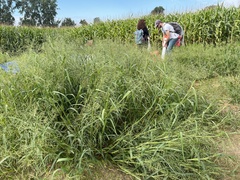 Panicum dichotomiflorum