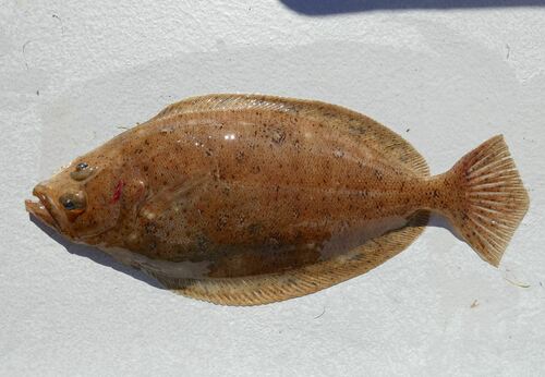 Megrim (Lepidorhombus whiffiagonis) — Scophthalmidae
