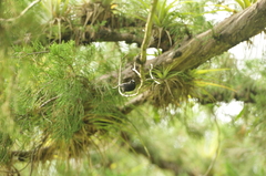Coereba flaveola atrata