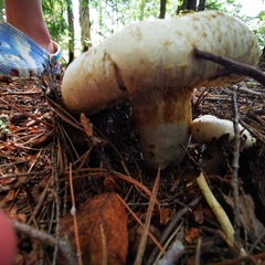 Lactifluus deceptivus