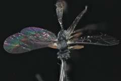 Campopleginae