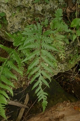 Dryopteridaceae