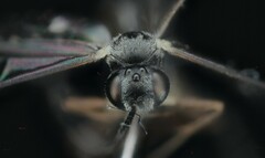 Campopleginae