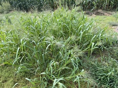 Panicum dichotomiflorum