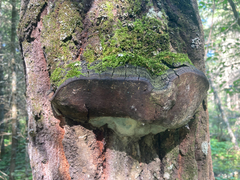 Phellinus tremulae