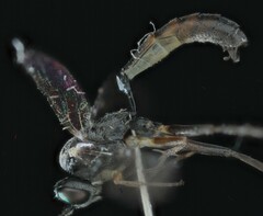 Campopleginae