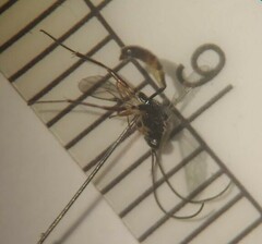 Campopleginae