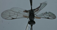Campopleginae
