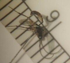 Campopleginae