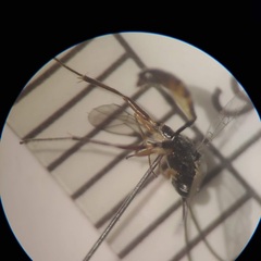 Campopleginae