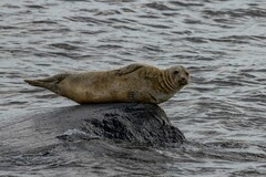 Halichoerus grypus grypus