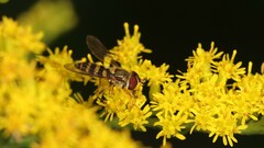 Syrphus rectus