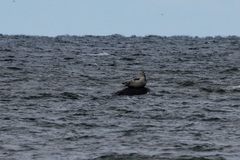 Halichoerus grypus grypus