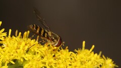 Syrphus rectus
