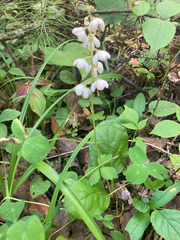 Pyrola elliptica