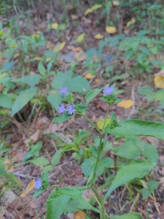 Elephantopus carolinianus