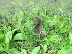 Blarina brevicauda