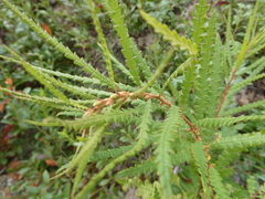 Comptonia peregrina