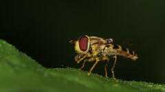 Syrphus rectus