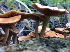 Tubaria furfuracea