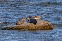 Halichoerus grypus grypus