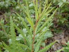 Comptonia peregrina