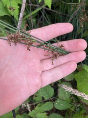 Juncus