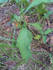 Elephantopus carolinianus