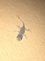 Tarentola mauritanica mauritanica