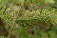 Dryopteridaceae