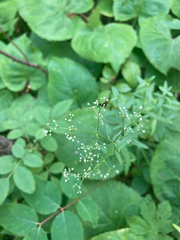 Galium boreale