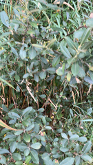 Salix cinerea
