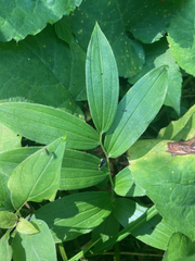 Streptopus lanceolatus