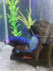 Betta splendens