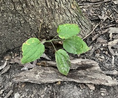 Smilax ecirrhata