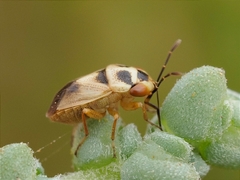Geocoris