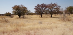 Colophospermum mopane image