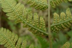 Dryopteridaceae