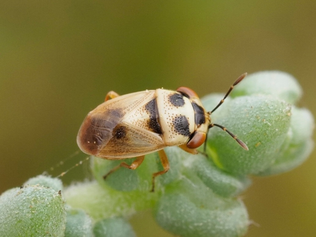 Geocoris collaris