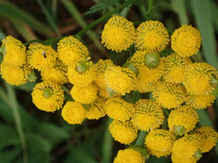 Rhopalomyia tanaceticola