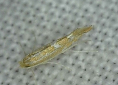 Phyllonorycter